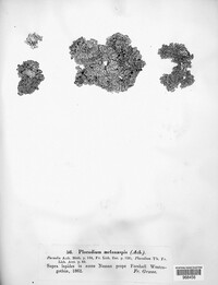Lobothallia melanaspis image